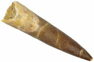 Fossil Plesiosaur (Zarafasaura) Tooth - Morocco #298291