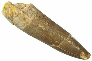 Fossil Plesiosaur (Zarafasaura) Tooth - Morocco #298303