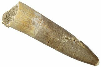 Fossil Plesiosaur (Zarafasaura) Tooth - Morocco #298305