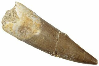 Fossil Plesiosaur (Zarafasaura) Tooth - Morocco #298306