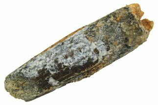 Fossil Sauropod Dinosaur (Titanosaur) Tooth - Morocco #298727