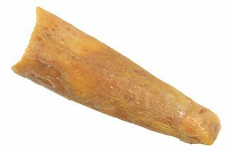 Fossil Pterosaur (Siroccopteryx) Tooth - Morocco #297835