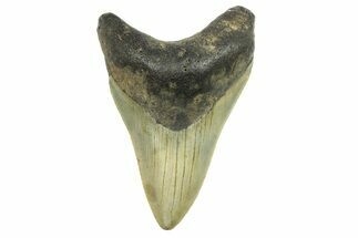 Serrated, Fossil Megalodon Tooth - North Carolina #298838