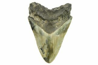 Fossil Megalodon Tooth - North Carolina #298852