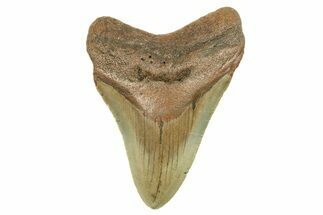 Serrated, Fossil Megalodon Tooth - North Carolina #298856