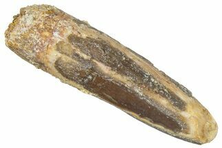 Fossil Sauropod Dinosaur (Titanosaur) Tooth - Morocco #298613