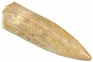 Fossil Sauropod Dinosaur (Titanosaur) Tooth - Morocco #298616