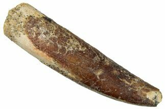 Fossil Sauropod Dinosaur (Titanosaur) Tooth - Morocco #298625