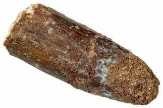 Fossil Sauropod Dinosaur (Titanosaur) Tooth - Morocco #298655