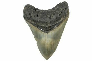 Serrated, Fossil Megalodon Tooth - North Carolina #298890