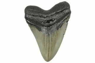 Serrated, Fossil Megalodon Tooth - North Carolina #298891