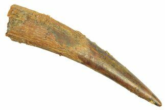 Fossil Pterosaur (Siroccopteryx) Tooth - Morocco #298562