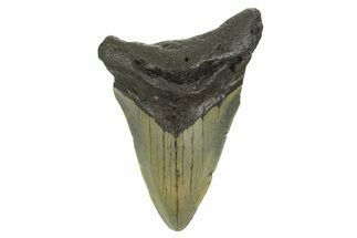 Fossil Megalodon Tooth - North Carolina #298869