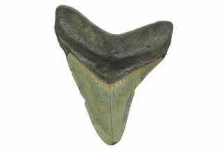 Fossil Megalodon Tooth - North Carolina #298870