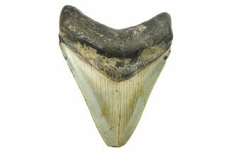 Serrated, Fossil Megalodon Tooth - North Carolina #298943