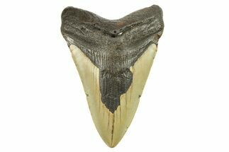 Fossil Megalodon Tooth - North Carolina #298947