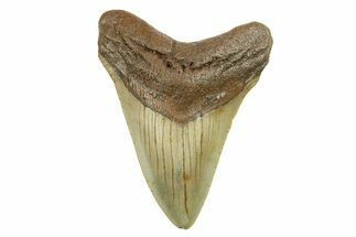 Serrated, Fossil Megalodon Tooth - North Carolina #298965