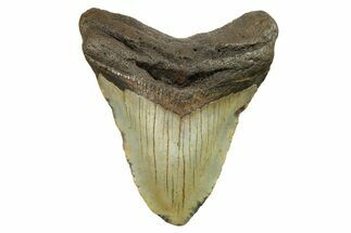 Fossil Megalodon Tooth - North Carolina #298966