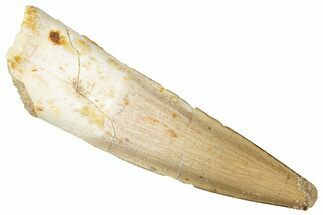 Fossil Spinosaurus Tooth - Real Dinosaur Tooth #298365