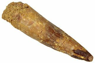 Fossil Spinosaurus Tooth - Real Dinosaur Tooth #298368