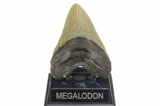 Fossil Megalodon Tooth - North Carolina #299038