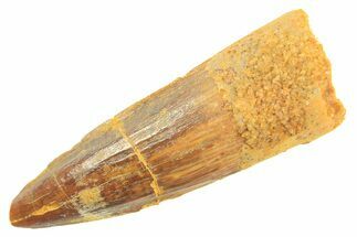 Fossil Spinosaurus Tooth - Real Dinosaur Tooth #297336