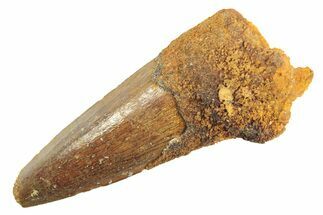 Fossil Spinosaurus Tooth - Real Dinosaur Tooth #297343