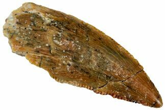 Serrated Raptor Tooth - Real Dinosaur Tooth #297545