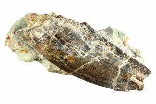 Carcharodontosaurus Tooth In Rock - Dekkar Formation, Morocco #299146