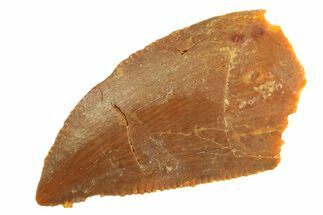 Serrated Raptor Tooth - Real Dinosaur Tooth #297743