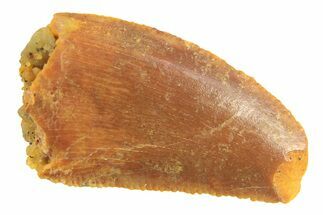 Bargain, Partial Raptor Tooth - Real Dinosaur Tooth #297749