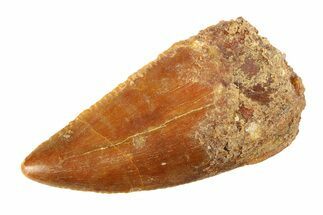 Serrated, Raptor Tooth - Real Dinosaur Tooth #295747