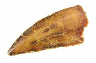 Serrated, Raptor Tooth - Real Dinosaur Tooth #295753
