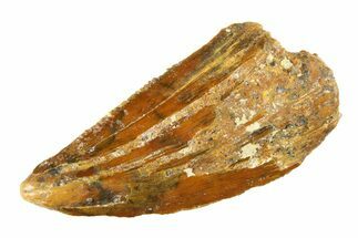 Raptor Tooth - Real Dinosaur Tooth #295757