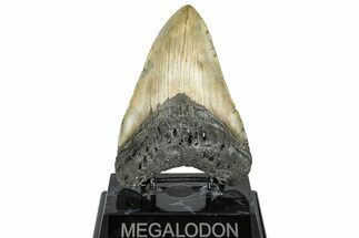 Fossil Megalodon Tooth - North Carolina #299052