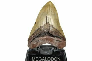 Fossil Megalodon Tooth - North Carolina #299063