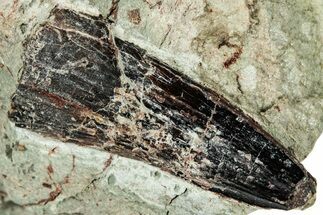 Baby Spinosaurus Tooth In Situ - Dekkar Formation, Morocco #299083