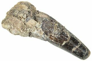 Fossil Spinosaurus Tooth - Dekkar Formation, Morocco #299094