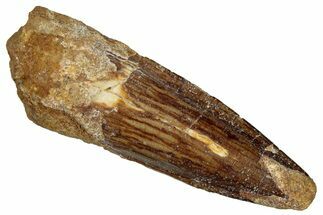 Fossil Spinosaurus Tooth - Real Dinosaur Tooth #299104