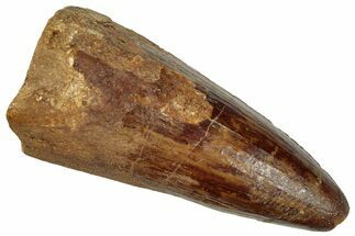 Cretaceous Fossil Crocodylomorph Tooth - Morocco #299188