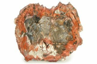 Colorful, Pink Petrified Wood (Araucaria) Round - Arizona #299227