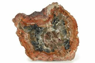 Colorful, Pink Petrified Wood (Araucaria) Round - Arizona #299233