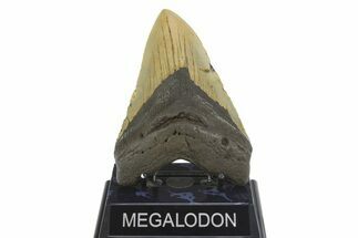 Fossil Megalodon Tooth - North Carolina #299402