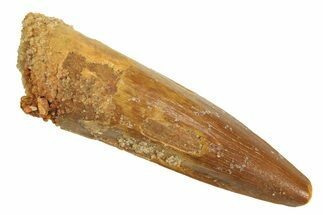 Juvenile Fossil Spinosaurus Tooth - Real Dinosaur Tooth #296914