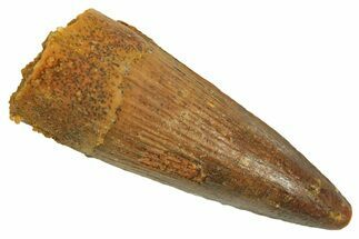 Fossil Spinosaurus Tooth - Real Dinosaur Tooth #296925