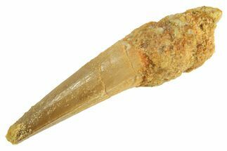 Fossil Spinosaurus Tooth - Real Dinosaur Tooth #296931