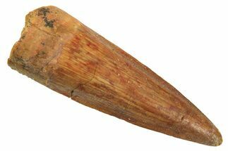 Fossil Spinosaurus Tooth - Real Dinosaur Tooth #296937