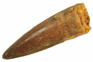 Juvenile Fossil Spinosaurus Tooth - Real Dinosaur Tooth #296943