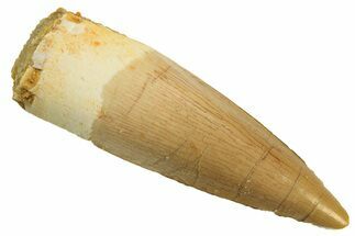 Fossil Spinosaurus Tooth - Real Dinosaur Tooth #299109