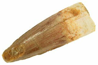 Juvenile Fossil Spinosaurus Tooth - Real Dinosaur Tooth #299123